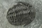 Two Detailed Gerastos Trilobite Fossils - Morocco #243809-1